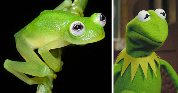 Kermit the Frog Look Alike Discovered In Costa Rica