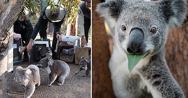 Koalas Happy To Return Home For First Time Since Australia's Devastating Wildfires