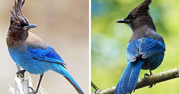 Meet Steller's jay, One Of The Most Beautiful Birds In The World