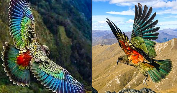 Meet The Stunning Kea, The Only Alpine Parrot In The World