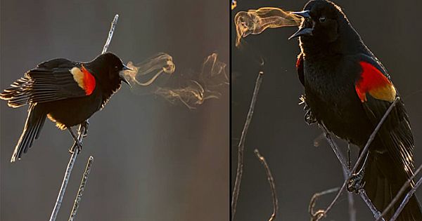 Perfectly Timed Photo Shows Singing Blackbird Creating Vortex Rings with His Breath