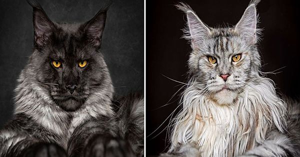 Photographer Captures The Majestic Beauty Of Maine Coons