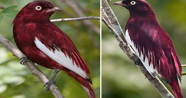 Pompadour Cotinga Extraordinarily Beautiful Bird You Might Not Have Heard About