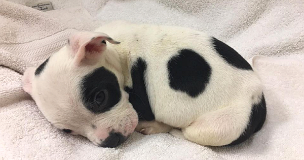 Pup Thrown Out Because He's Different Wanted Someone To Love Him The Way He Is