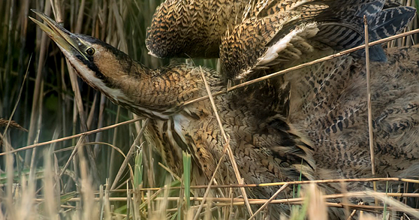 Rare Bitterns Breeds For First Time In Over 200 Years