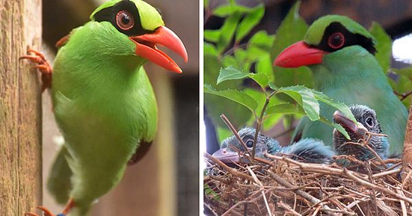 Rare Javan Green Magpie At Chester Zoo In Extinction Prevention Attempt