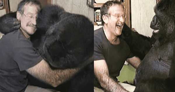 Robin Williams Made A Gorilla, Who Was Mourning Death Of Her Friend, Laugh Again After 6 Months