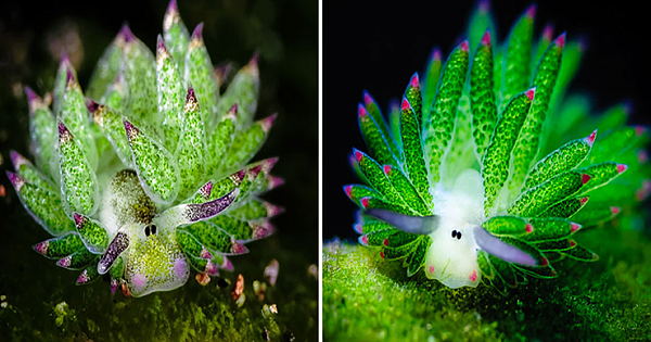 Sheep Of The Sea Are Cutest Slugs We've Ever Seen