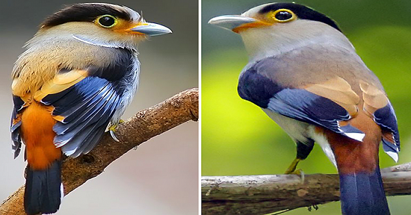 Silver Breasted Broadbill Will Mesmerize You With Its Beauty