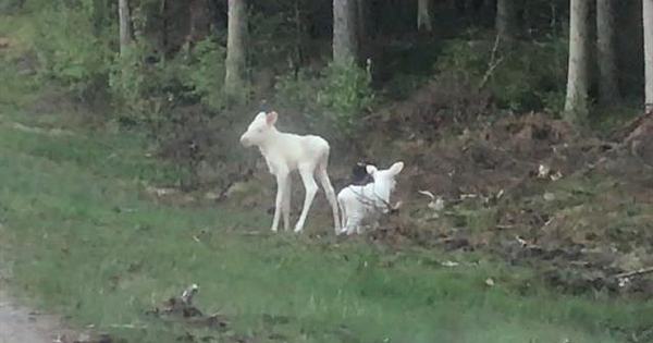 Spirit Moose: Rare White Moose Twins Caught on Camera