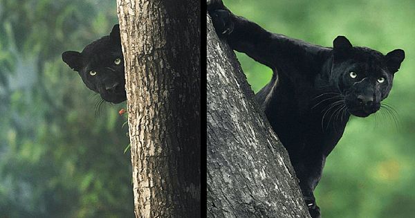 Stunning Shots Of A Black Panther In The Jungle By Wildlife Photographer