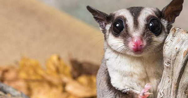 Sugar Glider: New Species Discovered, But With Conservation Implications