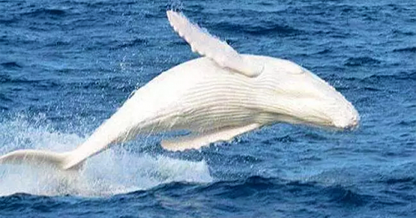 The Ultra Rare Albino Humpback Whale Was Just Spotted Off Australian Coast