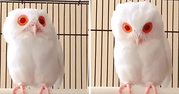 This Rare White Owl Has Been Found, And It Has The Most Mesmerizing Eyes We've Ever Seen