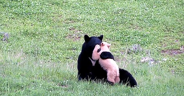 Touching Moment A Mama Bear Plays With Her Completely White Colored Spirit Bear Cub