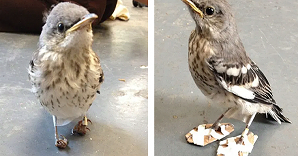 Vets Made This Tiny Bird With Deformed Feet Its Own Set Of Mini Snow Shoes