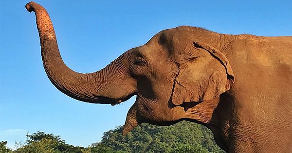 Well-Known South African Game Hunter Dies After Elephant Falls On Him