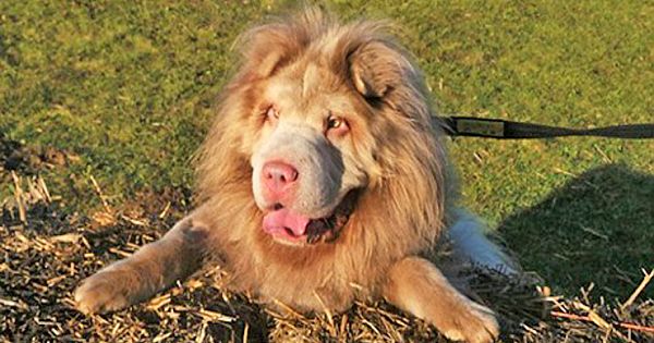 World's Rarest Adorable Dog Who Looks Like A Lion Is A Celebrity At A Rescue Center