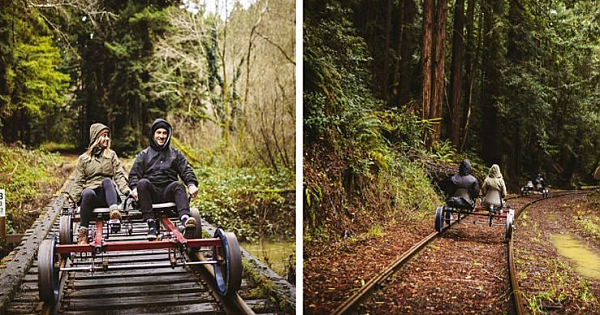 You Can Pedal Through The Redwood Forest On Rail Bikes In Northern California