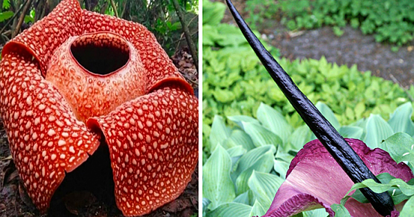 11 Strange Plants You Definitely Didn't Know Existed In The World