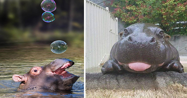 12 Baby Hippo Pictures That Will Make You Smile In Ways You Never Knew Possible