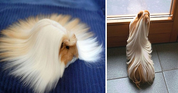 12 Guinea Pigs With The Most Majestic Hair