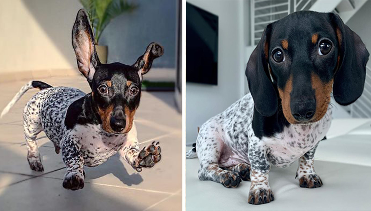 coopercraft dachshund