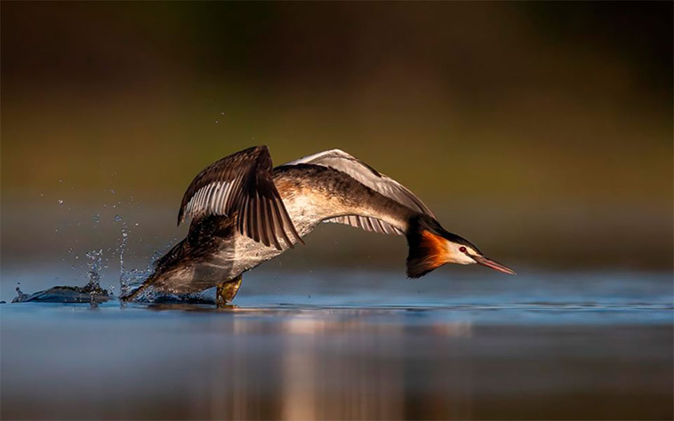 The Winners Of The 2020 Bird Photographer Of The Year