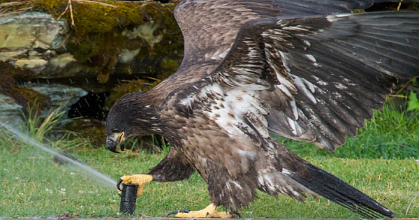 A Young Bald Eagle Plays With A Sprinkler At Flathead Lake, Montana