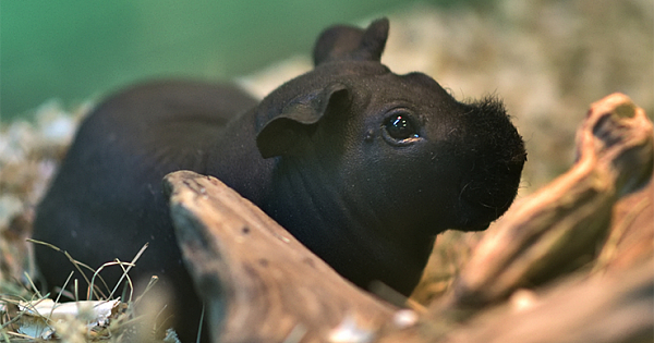 Adorable Hairless Guinea Pigs, Known As 'Skinny Pigs' Look Like Tiny Baby Hippos