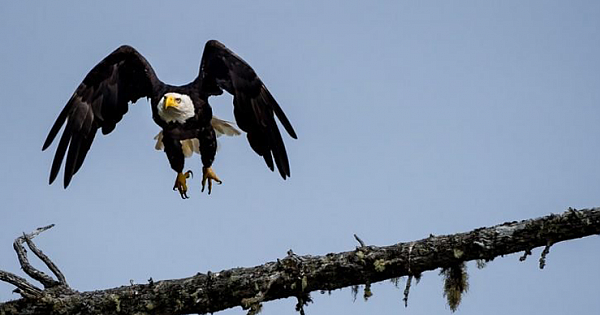 Bald Eagle Attacks Government Drone, Sending It Plummeting Into Lake Michigan