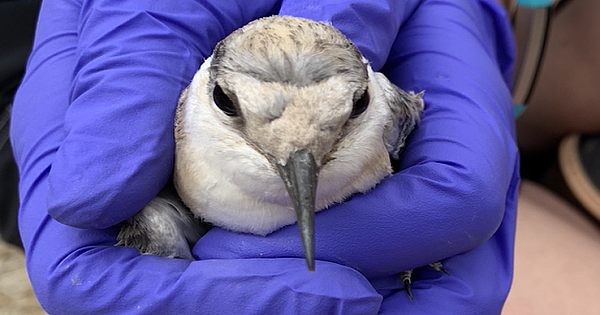 Endangered And Threatened Birds Receive Vital Help From SeaWorld San Diego