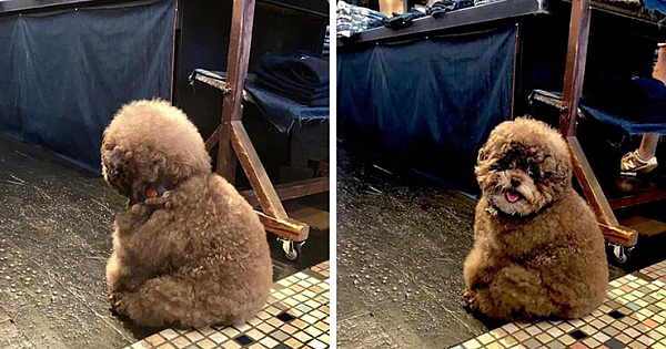 Fluffy Poodle Is Going Viral For Its Human-Like Expressions