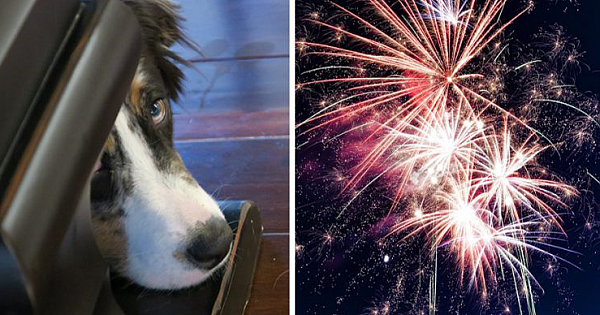 Italian Town Becomes The First City In The World To Switch To Silent Fireworks To Prevent Anxiety In Pets