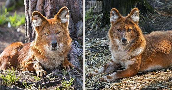 Meet The Amazing Looking Mountain Wolf (The Dhole) From Asia