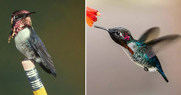 Meet The Tiniest Bird In The World – The Bee Hummingbird