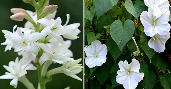 Plant A Beautiful Night Garden With Flowers That Bloom At Night (12 Flowers)