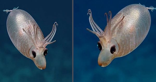 Rare Encounter With Piglet Squid Leaves Deep Sea Explorers Speechless