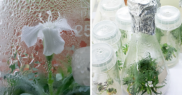 Scientists Grew A Plant From A 32,000-Year-Old Seed And It's All Thanks To Squirrels