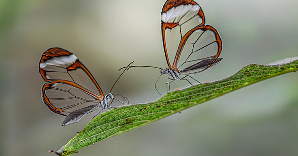 Stunning Glasswing Butterflies Have Wings That Look Like Transparent Windows