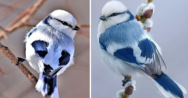 The Azure Tit Is Cute Little Bird Who Has Blue And White Feathers