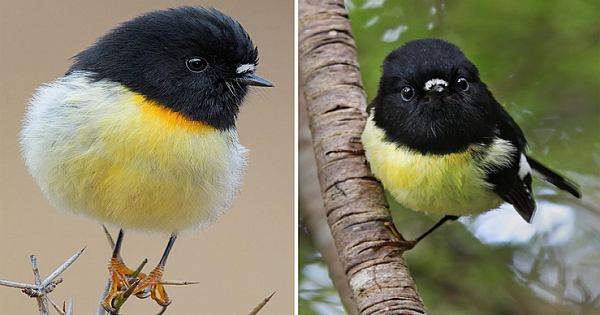 The Cute Tiny Tomtits With Oversized Heads On A Ball Of Yellow Feathers