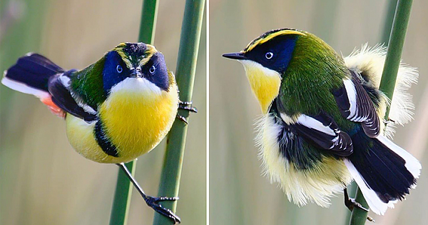 The Many Colored Rush Tyrant Is A Tiny Bird With Vibrant Colors