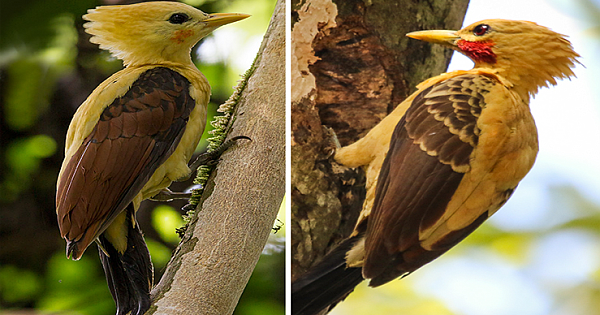 The Pikachu Bird, The Cream-colored Woodpecker Has Amazing Feathers