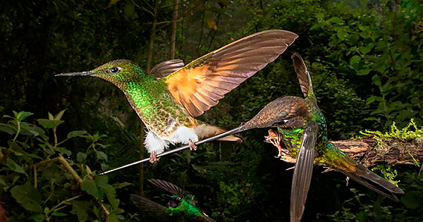 The Winners Of The 2020 Bird Photographer Of The Year