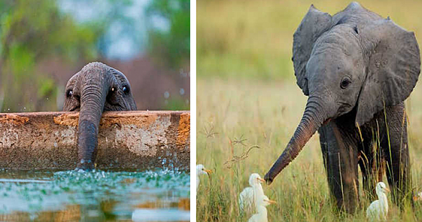 These Adorable Photos Of Baby Elephants To Brighten Up Your Day