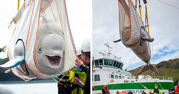 Two Beluga Whales Are Rescued From Performing As Show Animals In China, And Their Smiles Say It All