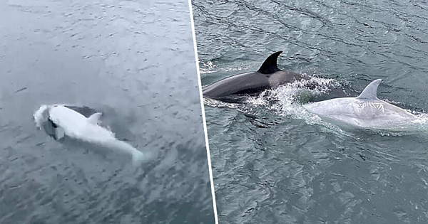 Ultra-Rare White Killer Whale Spotted Near Alaska