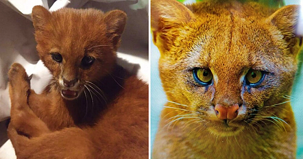 Woman Adopts A Tiny Stray Kitten, Later Finds Out It's Actually A Puma