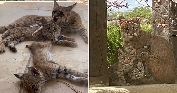 Woman Records A Bobcat Family Having A Blast On Her Front Porch